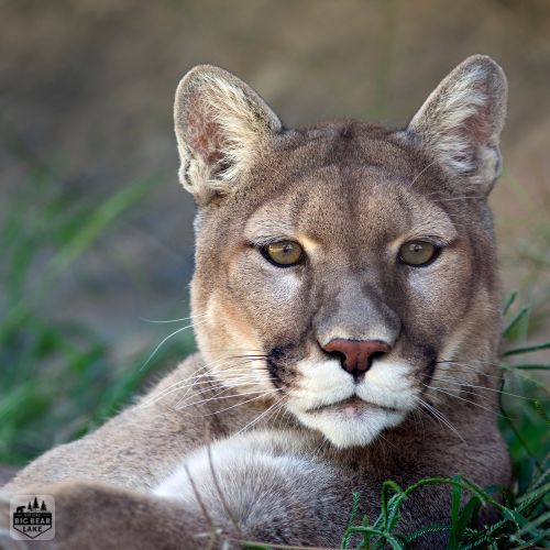 close up portrait of a mountain lion at the Big Bear Alpine Zoo