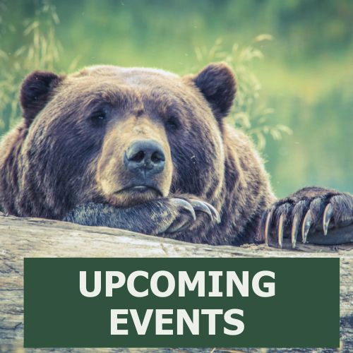 upcoming events on a banner over a picture of resting bear
